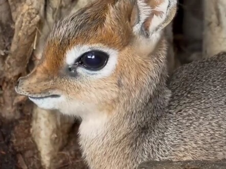 Chó linh dương siêu dễ thương