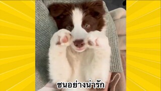 สัตว์เลี้ยงเพื่อนขนปุย : ซนอย่างน่ารัก