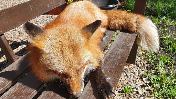 Si Rubah Kecil Berjemur di Bawah Matahari, Auuu~