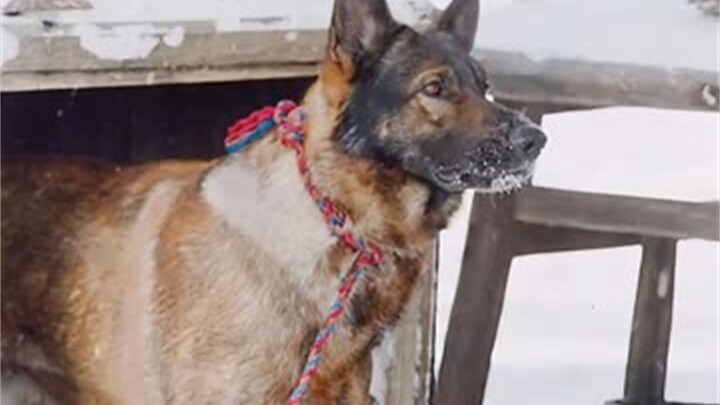 Hujan salju lebat memblokir pegunungan dan makanan langka, mahasiswa ternyata berniat memakan anjing