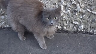 Gray cat lives alone