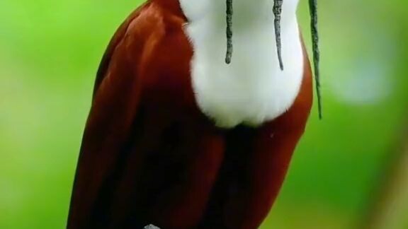 moresett the song bird