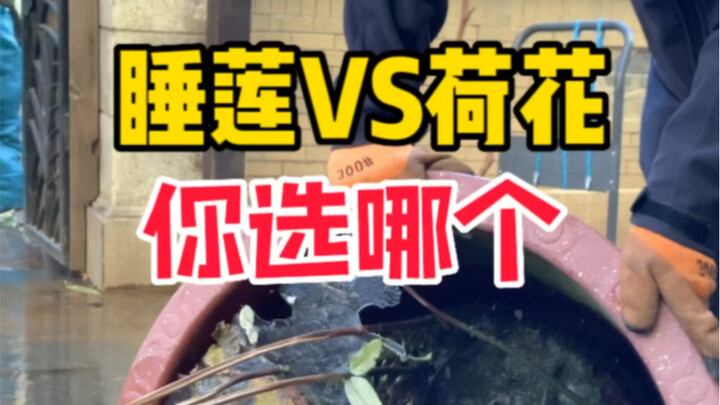 How to choose water lilies and lotus flowers? On the Love of Lotus.