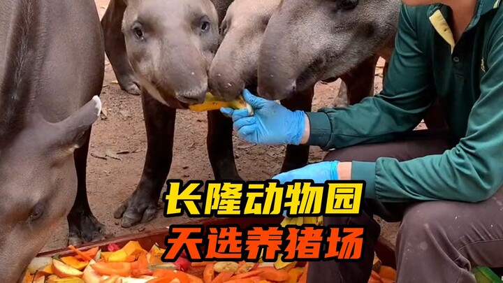 Even animals know that when conditions are right, they’ll naturally have babies #Chimelong Safari Pa