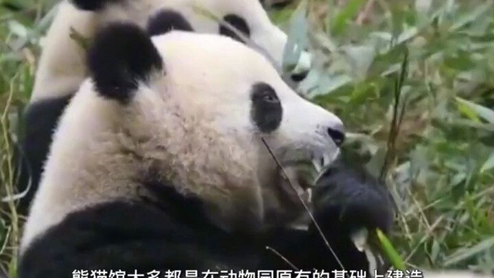 لماذا لا تستطيع الهند استعارة دببة الباندا؟ اتضح أن قطر هي العقبة الكبيرة.