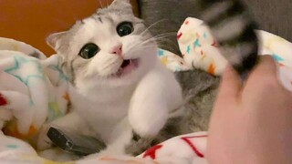 The cat doesn't recognize its own tail.