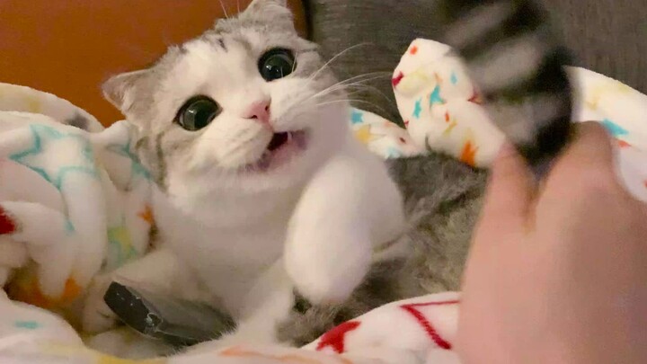 Kucing itu tidak mengenali ekornya sendiri.