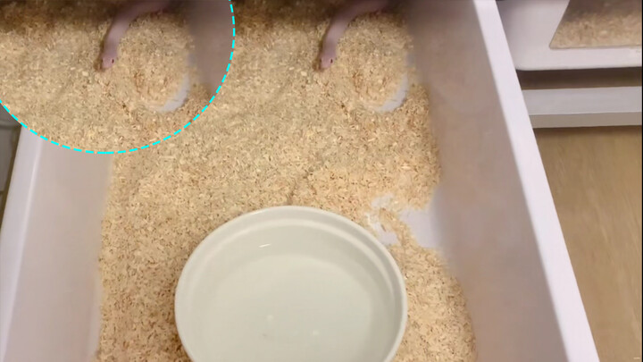 [Snake Feeding Vlog] Twisted kingsnake! Shaking corn snake