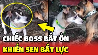 Sen bất lực với chiếc Boss BẤT ỔN nhà mình 😂 | Yêu Lu