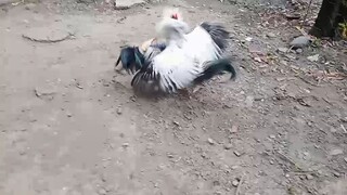 kanawayun vs claret grey