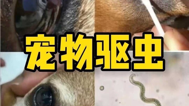 Pemberian obat cacing untuk anjing harus benar-benar diperhatikan! Perhatikan juga pertanyaan-pertan