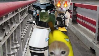 香蕉猫在长桥上骑自行车，压力很大！