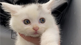 This litter of cats dug out from the garbage dump has received good cat education and is now availab