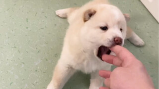 Anak anjing kecil benar-benar menyenangkan