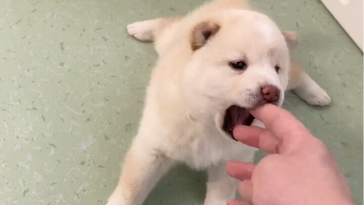 Chó con dễ thương quá là vui