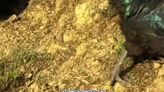 小狸猫：小时候捡了一点破烂被吊了三天最后赔了一堆坚果这事才算完
