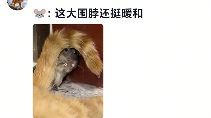 🐱: Go on, leave! 🐭: Well, go ahead and let me go!