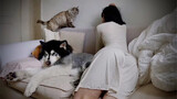 A Warm Video Full Of Cute Dogs And Cats