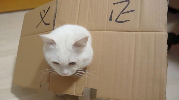 Pakai cincin kehinaan buatan sendiri, kucing kocak tak henti-hentinya memuji, sang majikan pun menul