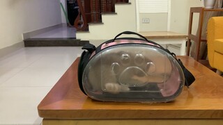 Unbox mèo anh lông ngắn tai cụp màu Cream