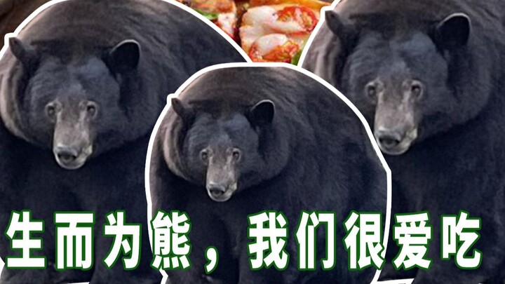 Chú gấu béo Hank điên cuồng đột nhập nhà dân để ăn trộm kem, hóa ra lại là thành viên của một băng n