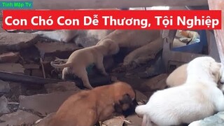 Thương Những Con Chó Con Khác Sữa | Tính Mập Tv