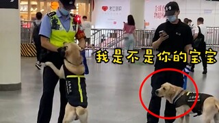 警犬地铁站撒娇求撸毛，得逞后开心到飞起，可怜了一旁的狗兄