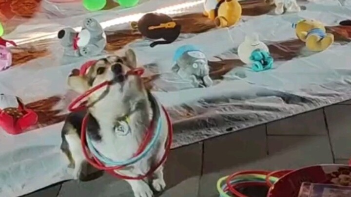Seekor anjing ditipu untuk membuka lapak di pasar malam. Netizen berkomentar: "Sudah kubilang jangan