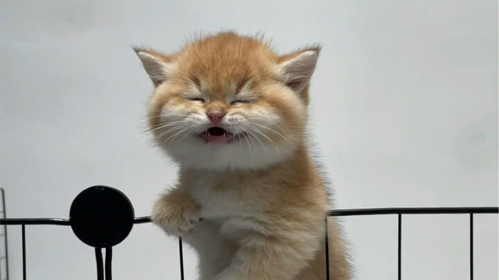 A cat weighing one jin has eight taels of rebellious spirit.