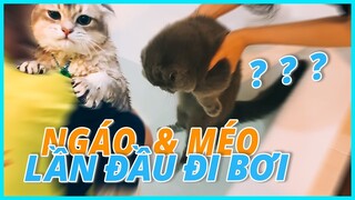 MÉO VÀ NGÁO LẦN ĐẦU ĐI BƠI VÀ CÁI KẾT BÉO NGẬY