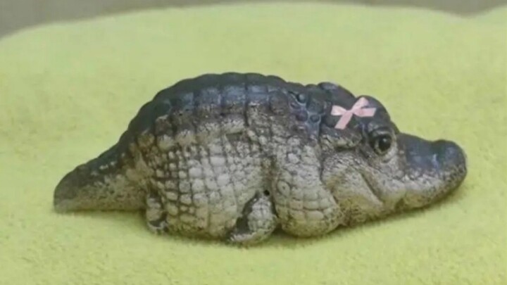 Little Crocodile’s Fairy Tale #CrocodileTreasure #CrocodileTreasureCrocodileLiquor #Health-BoostingL