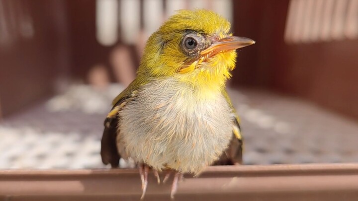 The bond between a chick and its parent is deep from the very first hatching.