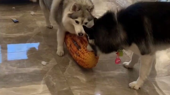 Chó có lắng nghe âm thanh hoặc nội dung không?