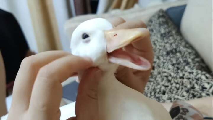 Carressing a call duck. I didn't expect it to be that happy. I'm so excited