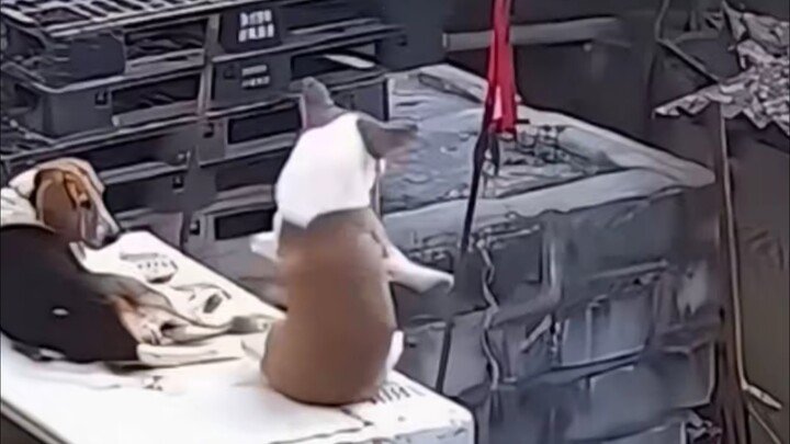 Sekeping hati yang tulus menaklukkan masa kacau, tombak panjang di tangan menentukan nasib negeri.