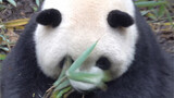 【Panda Mei Lan】Engrossed Mei Lan Is Interesting, Too.
