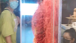 成都生命奥秘博物馆讲解19（必看镇馆之宝）