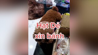 Huhu, ba con không cho con ăn bánh kìa cô chú ơi 😭 HatDe TeamHatDe Dog dogsofttiktok 강아지 멍멍이 DogTraining ThuCung doglover