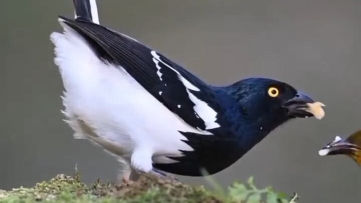 ✨ The Elegant Magpie Tanager