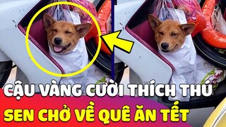 Được Sen 'CHỞ VỀ QUÊ' ăn tết, cậu vàng ngồi im 'THÍCH THÚ' khiến ai cũng ngước nhìn 🤣 Gâu Đần