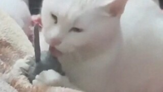 แมวที่เลี้ยงไว้ในบ้านมานานหลายปีจะยังกินหนูอยู่ไหม?