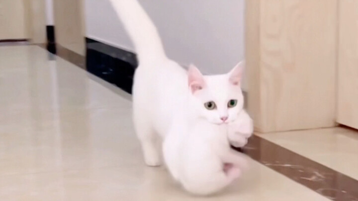 Kitten: Mommy is white, just follow the white one!