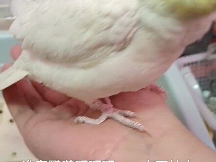 The dog brought back a parrot...