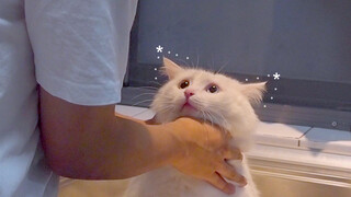 In a Room Less Than 10㎡, I Raised a Cat That Loves Me with Cheap Food