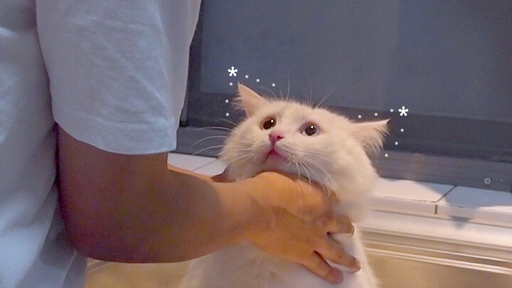 In a Room Less Than 10㎡, I Raised a Cat That Loves Me with Cheap Food