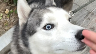 Hahaha, ini rasanya sudah kedua kalinya aku mengelus Tiezhu Husky ini! Dia baik sekali! Dia selalu m