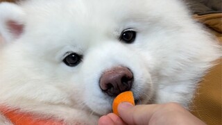 Xiao Yeyeye yang suka makan wortel