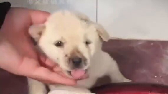 Kisah Xiaoliu yang Bahagia