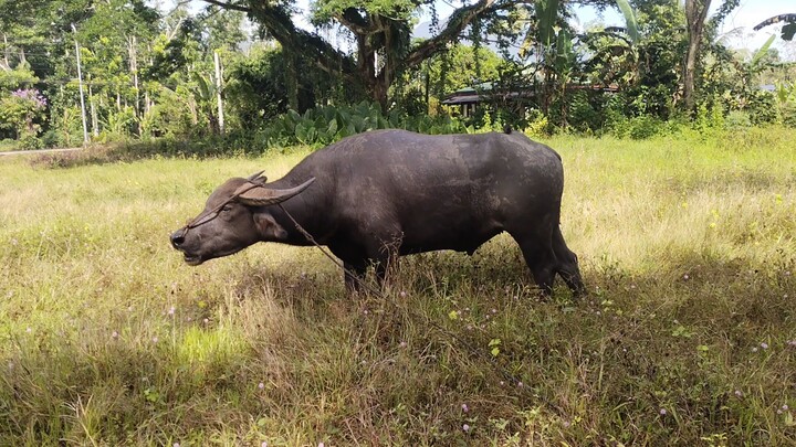 giant carabao