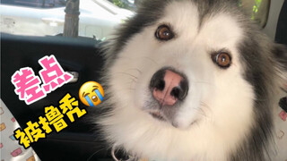 Setelah menunggu tiga lift, akhirnya saya mendapatkan gadis yang tidak takut anjing!